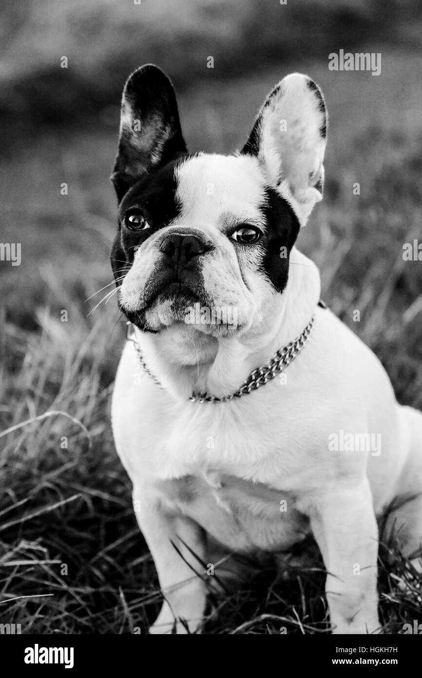 Französische Bulldoggen Welpe Stockfotos und bilder Kaufen Alamy
