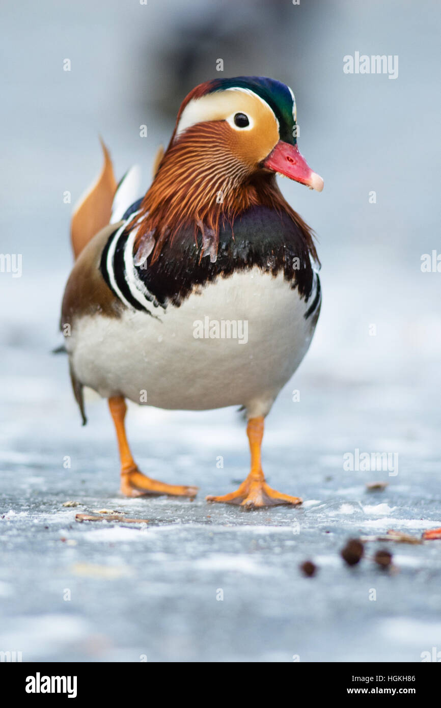 Schöne Mandarinente auf dem zugefrorenen See in einem park Stockfoto