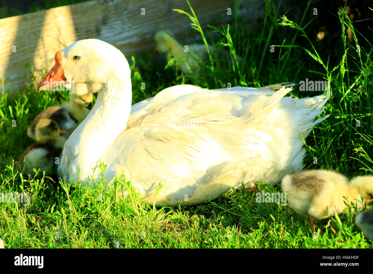 Gänsel mit ihrer Gans auf dem Rasen im Dorf Stockfoto