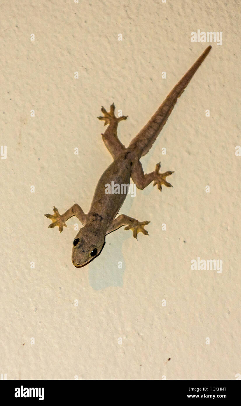 Kleine graue Gecko Eidechse auf einem farbigen Hintergrund Stockfoto