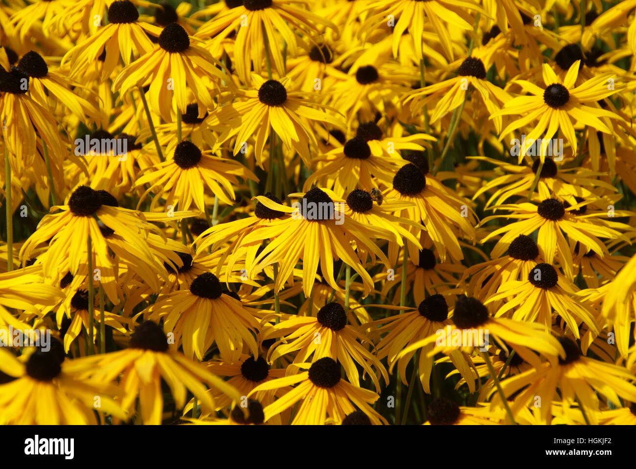 Ein Bild von Rudbeckia Blumen oder gelben Blüten. Stockfoto