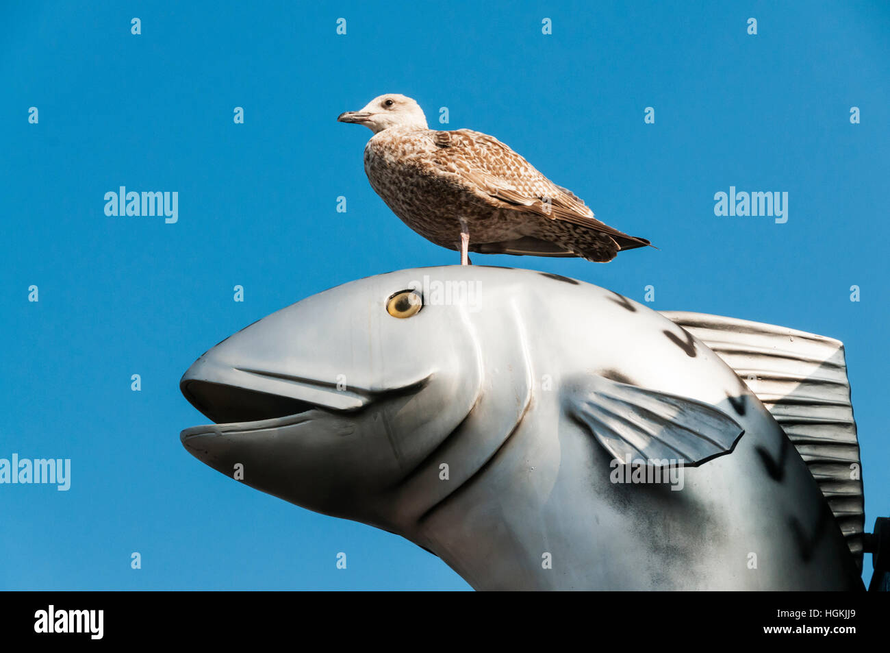 Juvenile Möwe thront auf dem Kopf eines riesigen Fisch Werbung im Hafen von Whitstable. Stockfoto