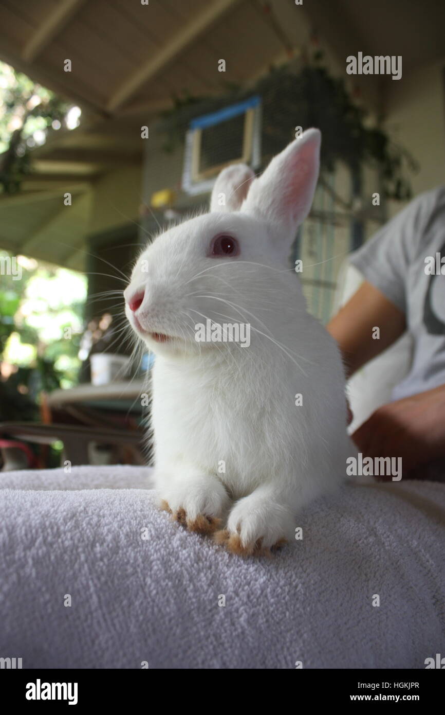 Kaninchen auf Schoß Stockfoto