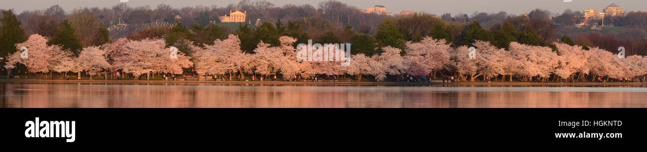 Panoramablick über Kirschbäume in voller Blüte am Tidal Basin in Washington, DC. Arlington National Cemetery ist im Hintergrund. Stockfoto