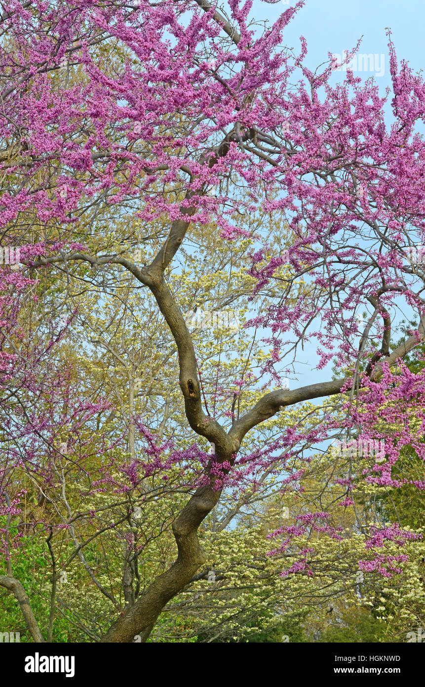 Rote Knospe Bäume blühen im Breton Bay, Leonardtown, Maryland. Stockfoto