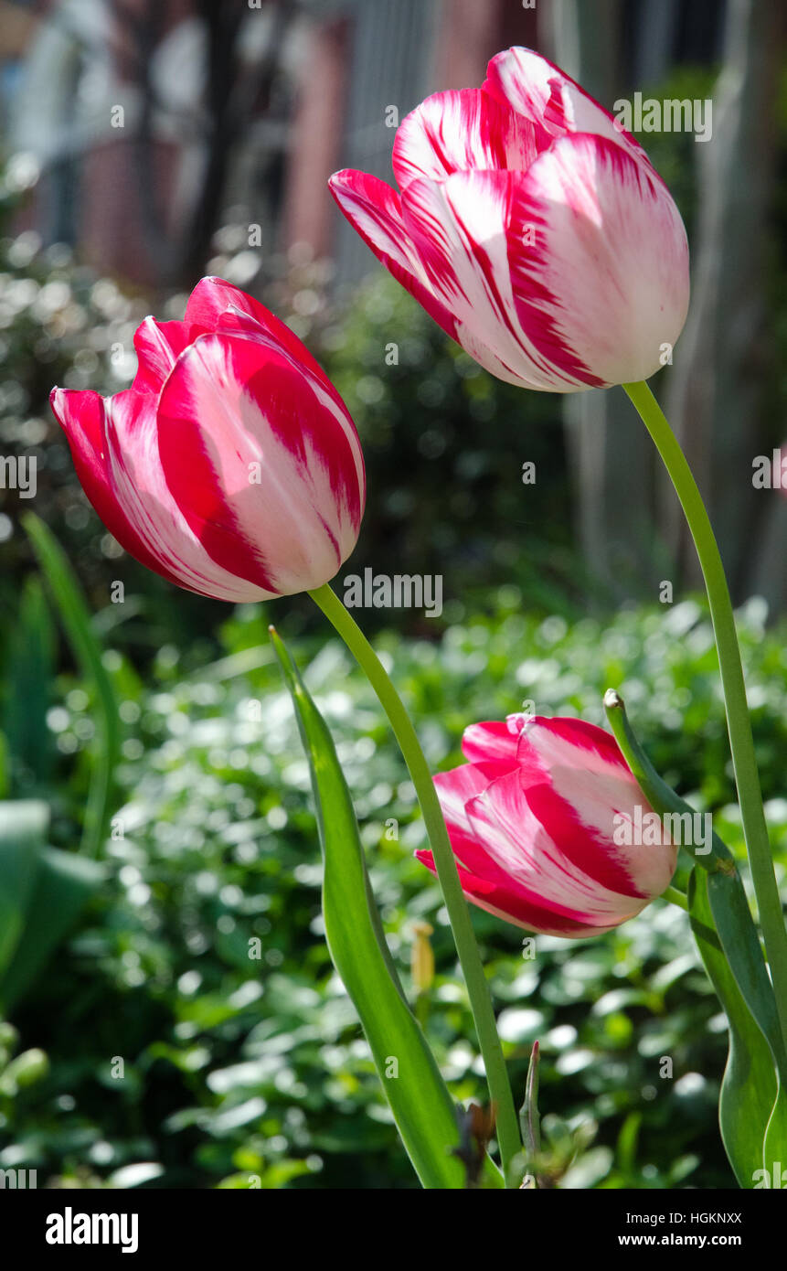 Drei rote und weiße zweifarbige Tulpen stolz Lilft ihre Köpfe in einem Frühling Garten Pflanzer Feld. Stockfoto