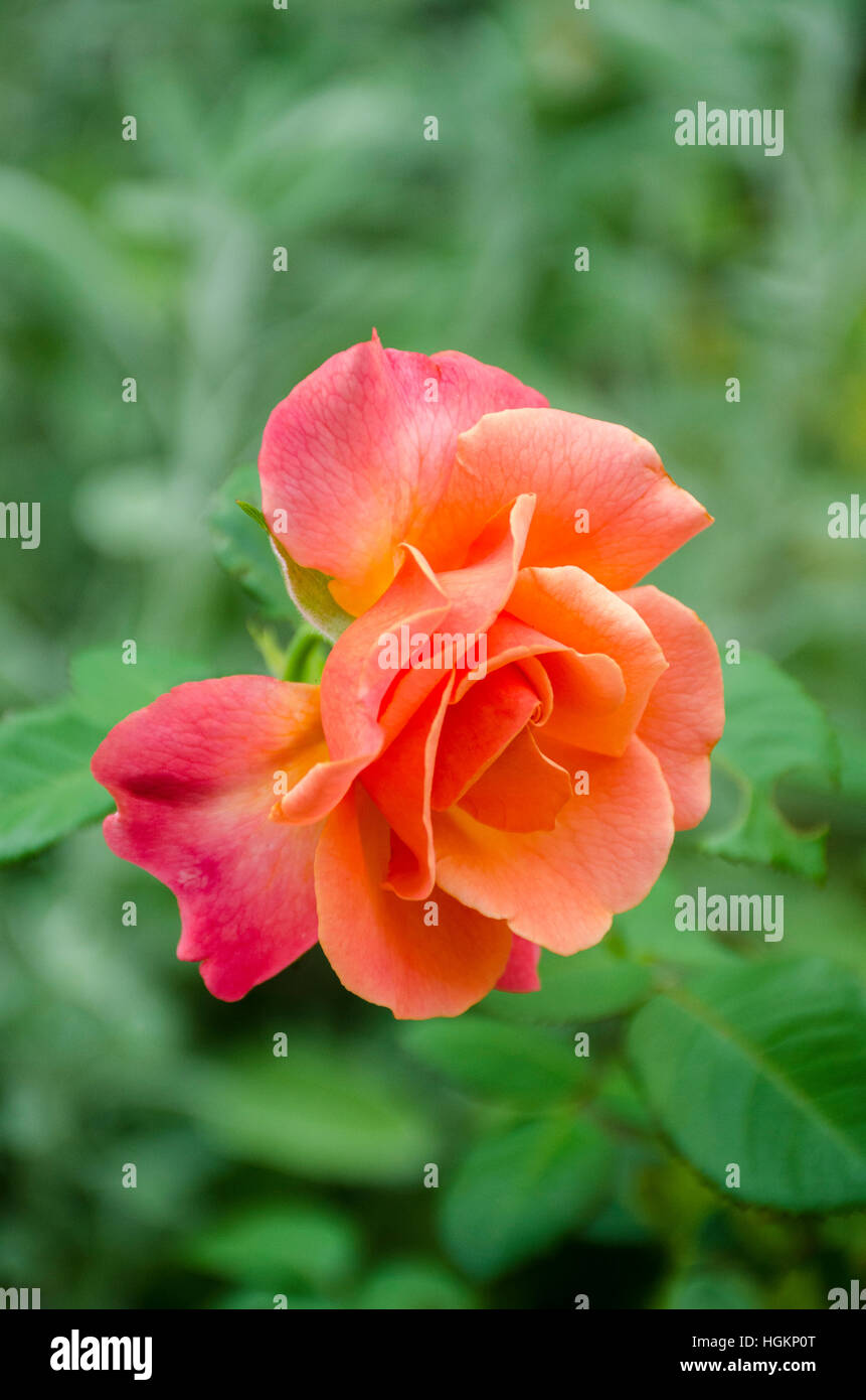 Eine einzelne orange Strauchrose mit einem grünen Hintergrund. Stockfoto