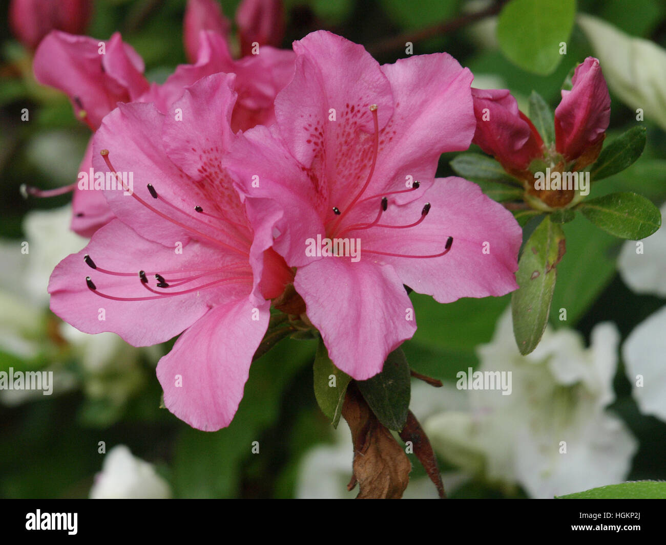 Azaleen blühen in der National Arboretum Azalea Collection, Washington, D.C. Stockfoto