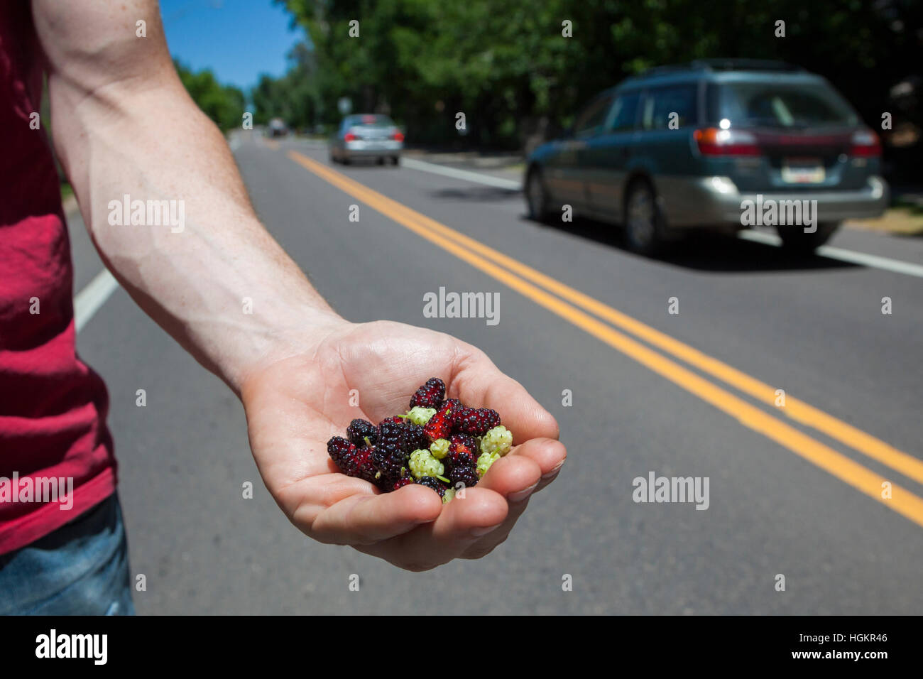 Caleb Phillips, Mitbegründer der Futtersuche Organisation Falling Obst nimmt Maulbeeren (Morus SP.) in Boulder, Colorado. Stockfoto