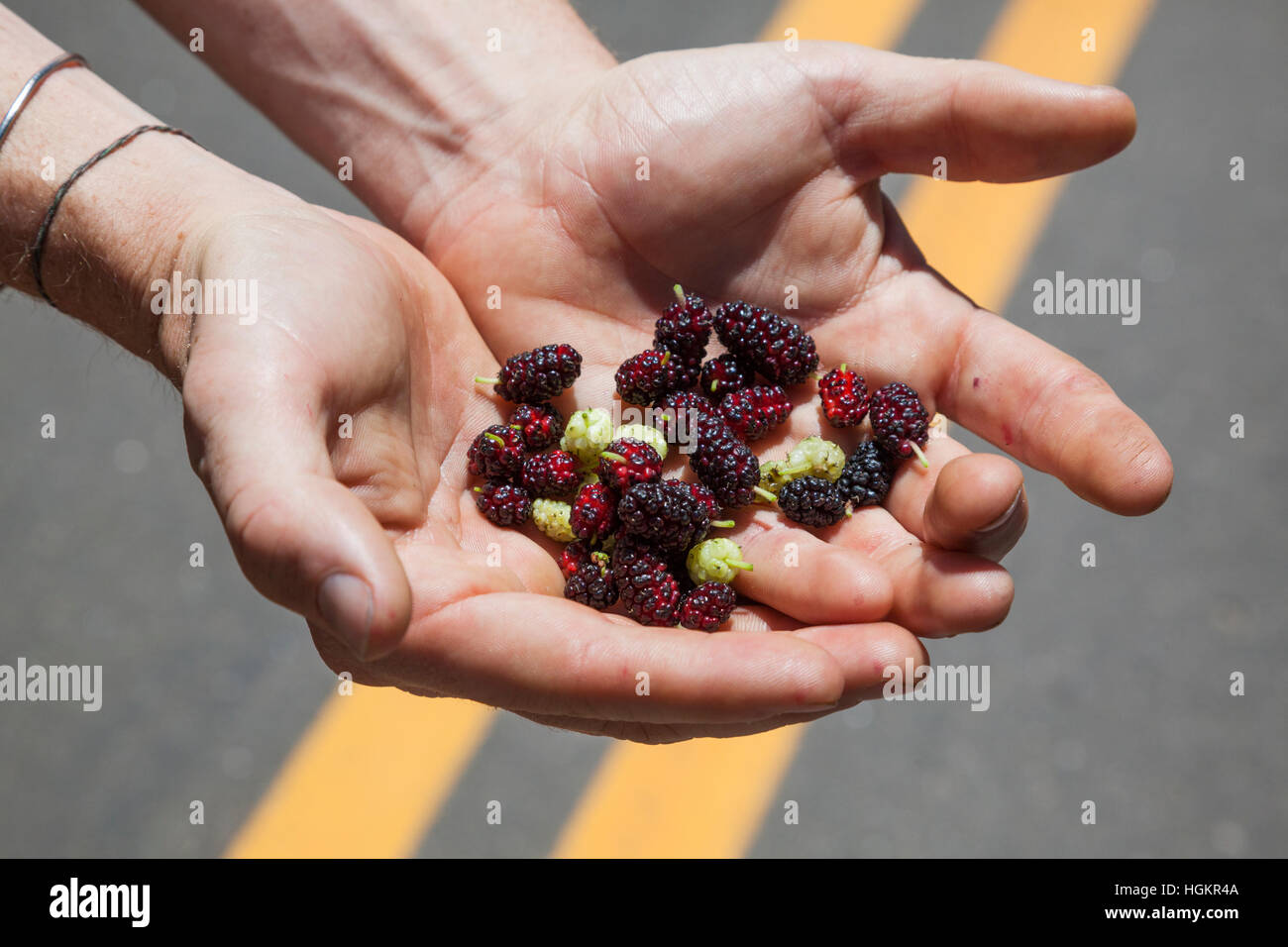 Caleb Phillips, Mitbegründer der Futtersuche Organisation Falling Obst hält Maulbeeren (Morus SP.), die er in Boulder, Colorado geerntet. Stockfoto