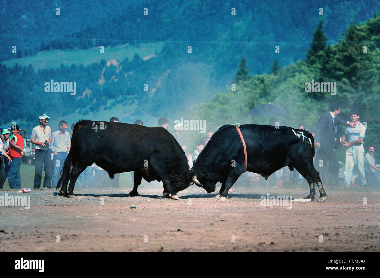 Bullen kämpfen oder Bull Fight Festival Knoan als Kafkasor Artvin Nordost-Türkei Stockfoto