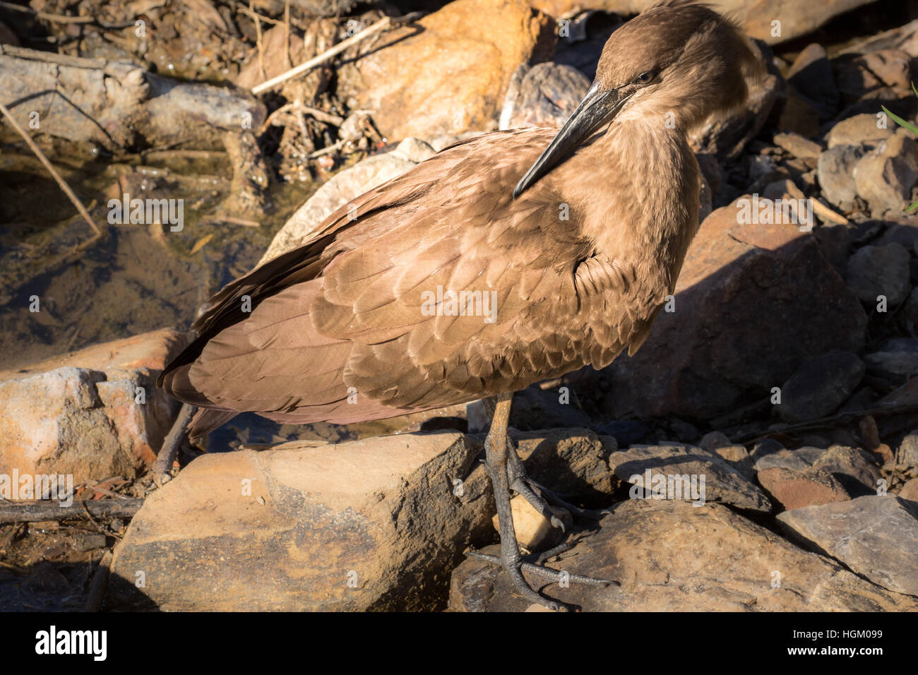 Die Südafrikanische Hamerkop auf Felsen Stockfoto