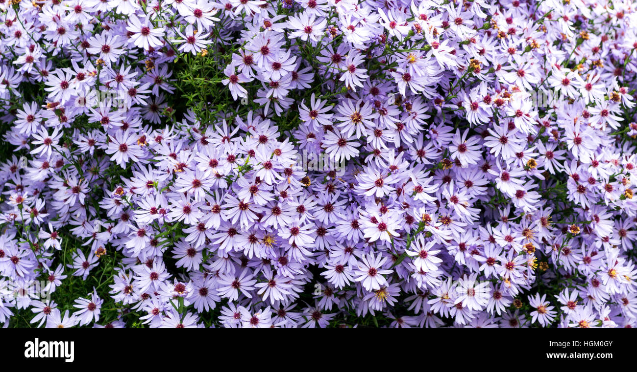 blass lila Blüten in einem Feld Stockfoto