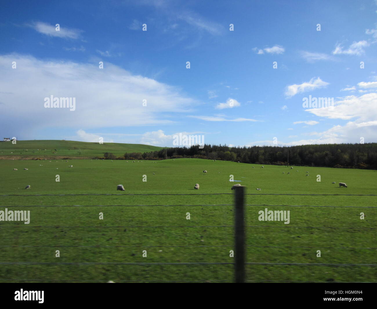 Bereich der Schafe entnommen ein Fahrzeug in Bewegung Stockfoto