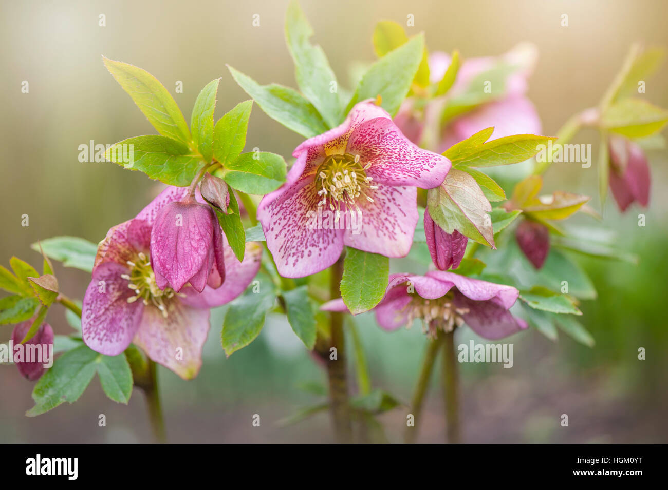 Auch bekannt als Blumen Frühling Blüte rosa Nieswurz Fastenzeit Rose oder Christrose. Stockfoto