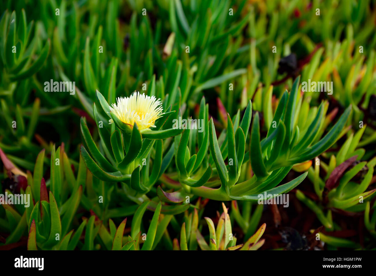 Khoi Edulis, grüne Anlage, weiße Blume, Küsten-, Pflanzen, Strand, Stockfoto