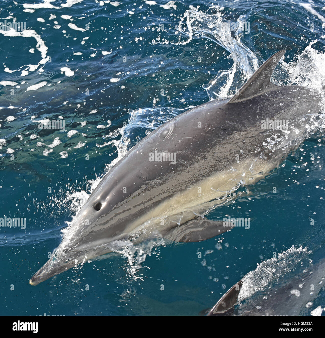 Wilde gemeinsame große Tümmler (Tursiops Truncatus) mit Rechen markiert in Santa Barbara-Kanal zu schwimmen. Stockfoto