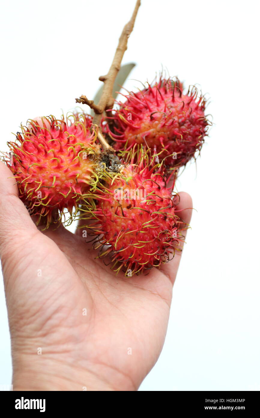 Nahaufnahme von Nephelium Lappaceum oder auch Rambutan Früchte auf weißen Hintergrund isoliert Stockfoto
