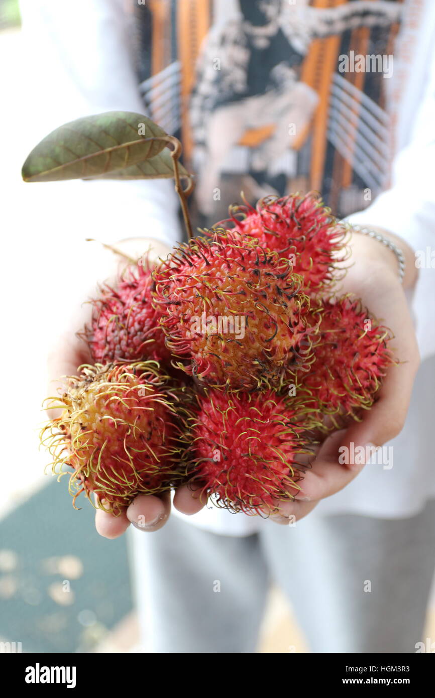 Nahaufnahme von Hand mit Nephelium Lappaceum oder auch Rambutan Früchte Stockfoto