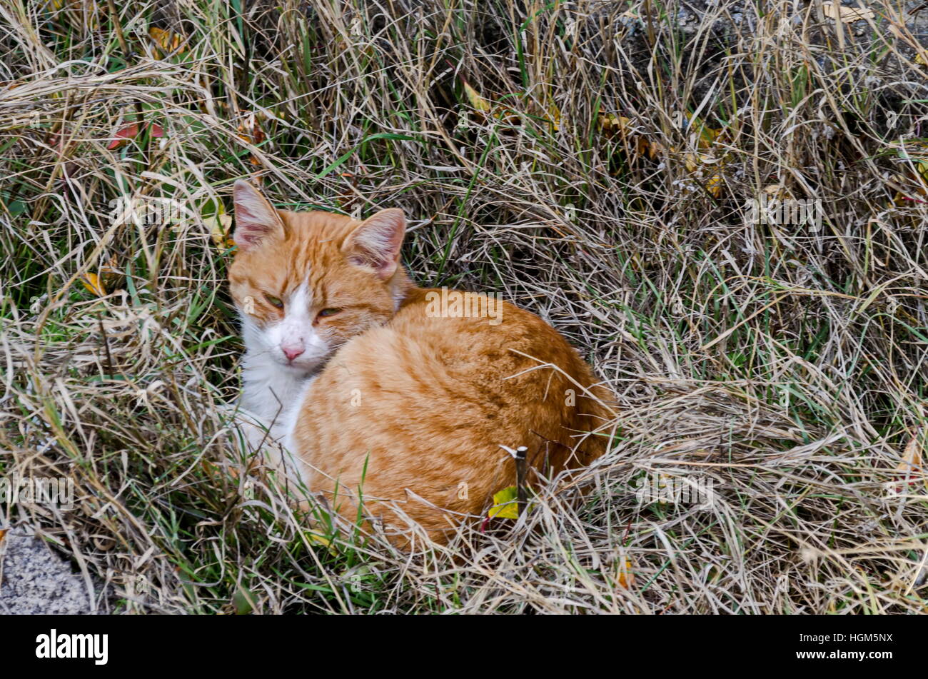 Gelbe Katze mit grünen Augen abzukühlen auf Herbst Waldwiese, Lakatnik, Bulgarien Stockfoto