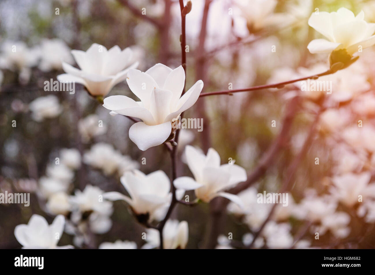 blühende Magnolie im Frühling Park im freien Stockfoto