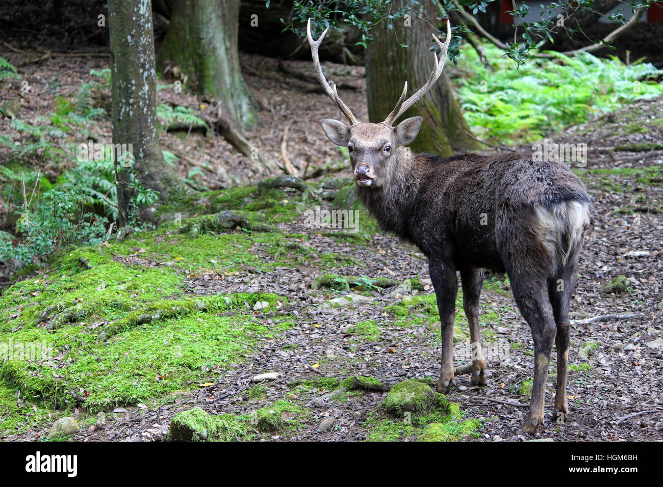 Männliche japanische Sika Hirsche Rückblick auf die Nara-Park Stockfoto