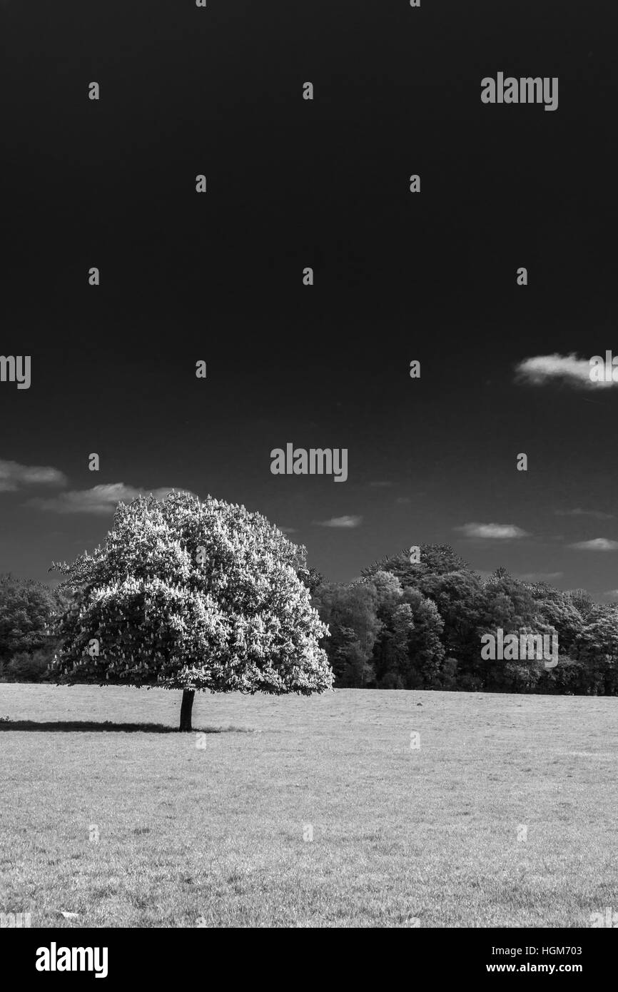 Isolierte Baum in schwarz und weiß in Marbury Park Cheshire UK Stockfoto