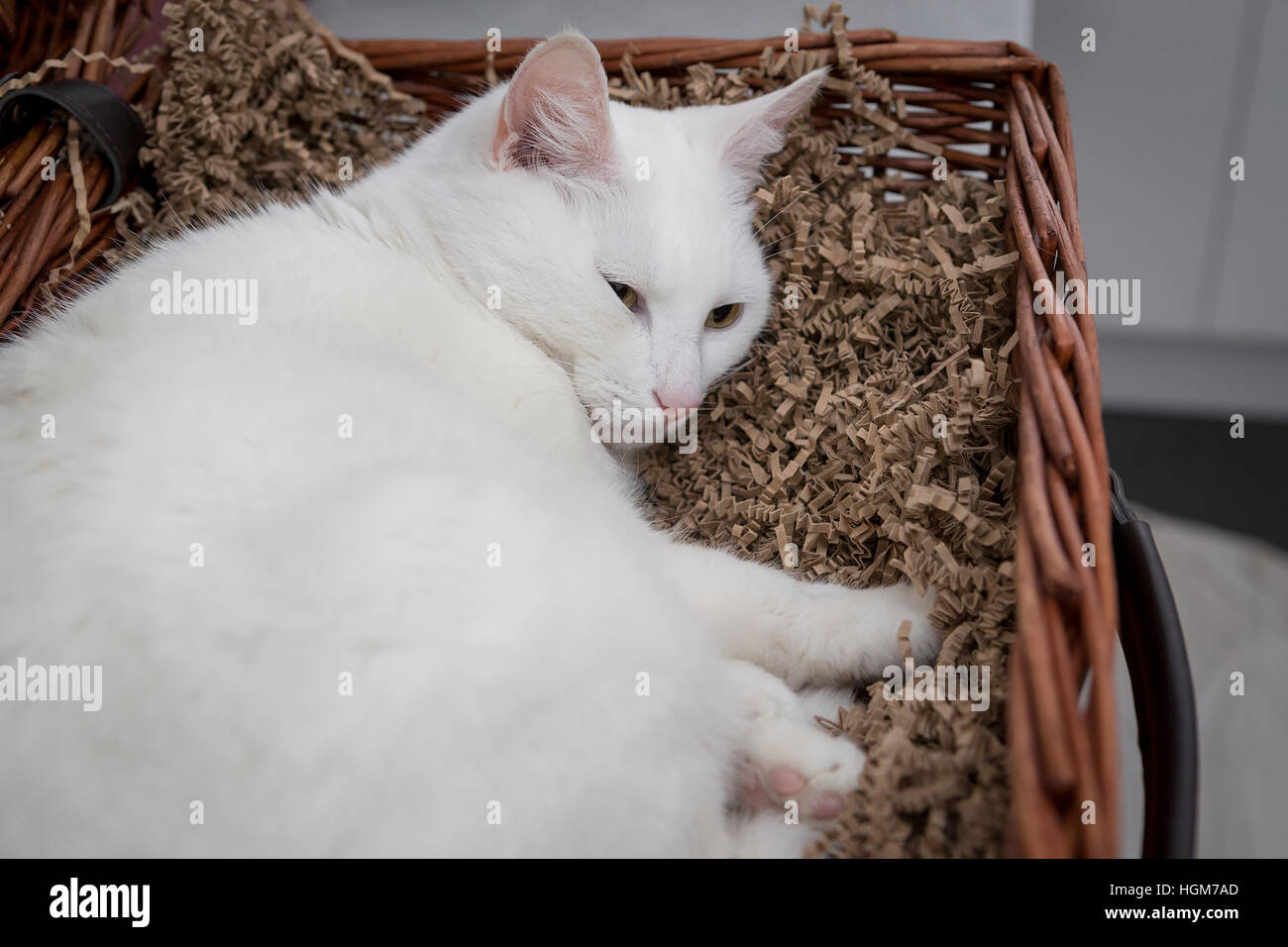 Weiße Katze ruht in einer Korb Essen Wäschekorb auf eine Küche Arbeitsplatte Stockfoto