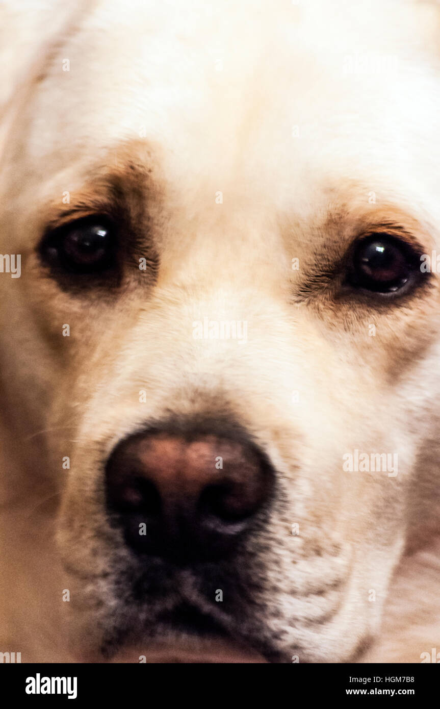 Gelber Labrador in einer nachdenklichen Stimmung Stockfoto