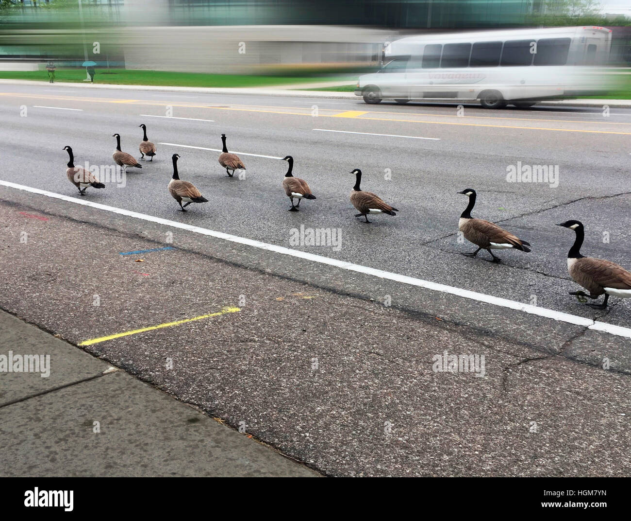 Verkehr schnell und langsam auf einer belebten städtischen Straße mit Fahrzeugen und Kanada Gänse, Ontario, Kanada Stockfoto