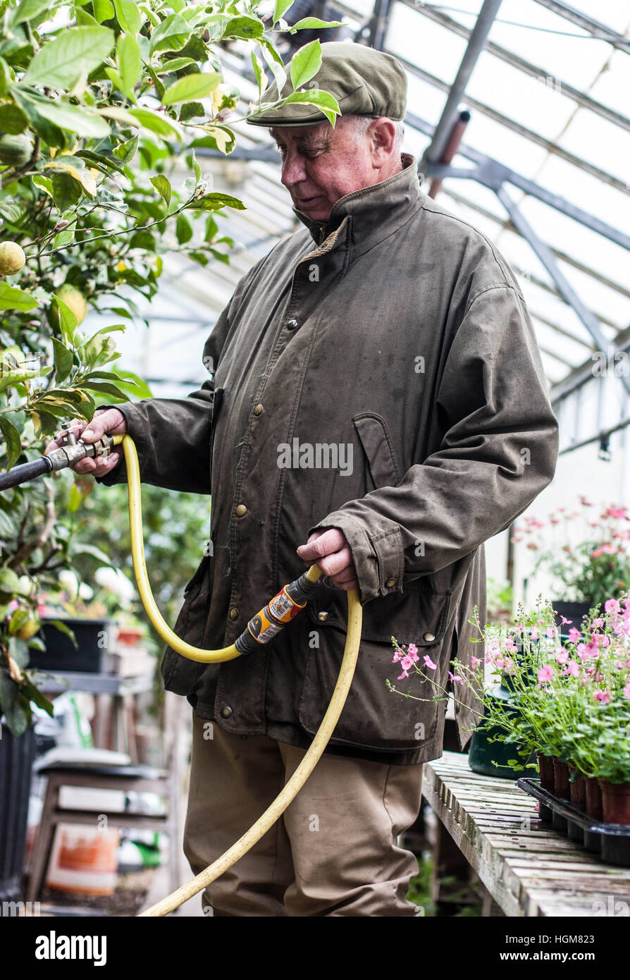 Professional gardener with tree -Fotos und -Bildmaterial in hoher ...