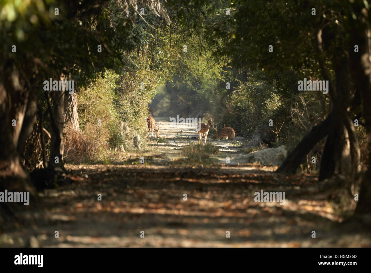 Axishirsche Bock auf volle Alarm stehen neben einem Feldweg Stockfoto