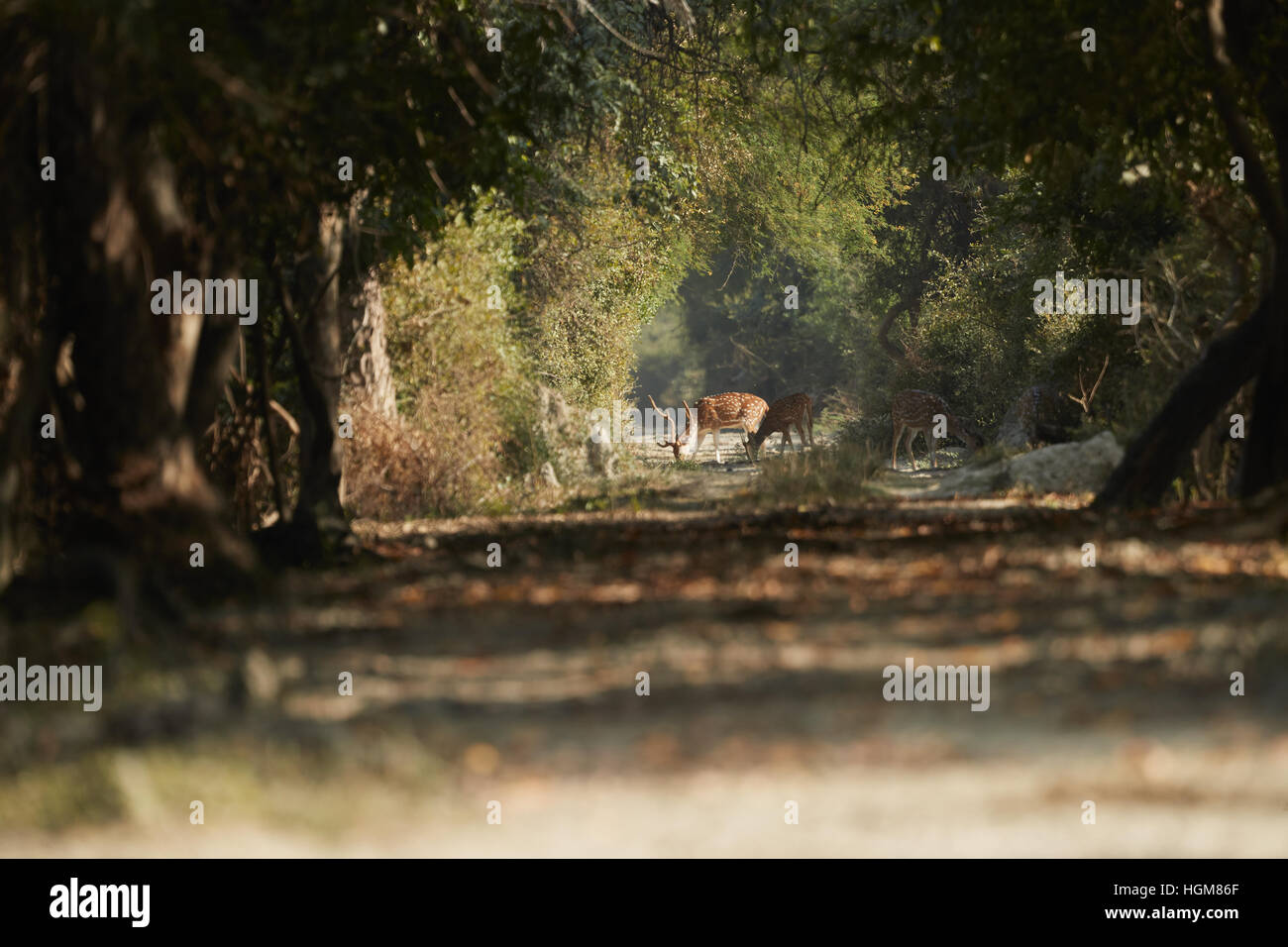 Axishirsche Bock auf volle Alarm stehen neben einem Feldweg Stockfoto