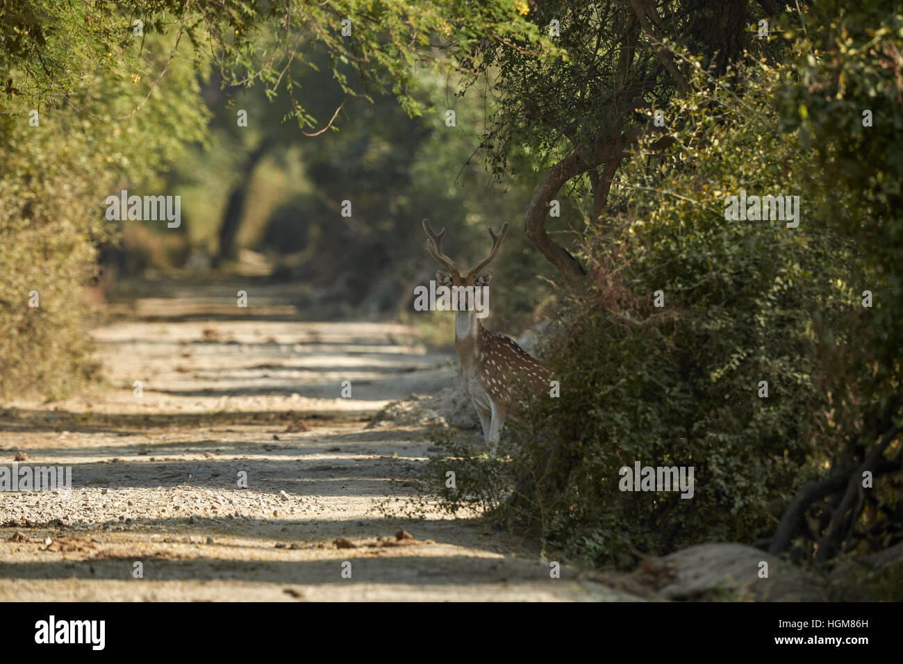 Axishirsche Bock auf volle Alarm stehen neben einem Feldweg Stockfoto