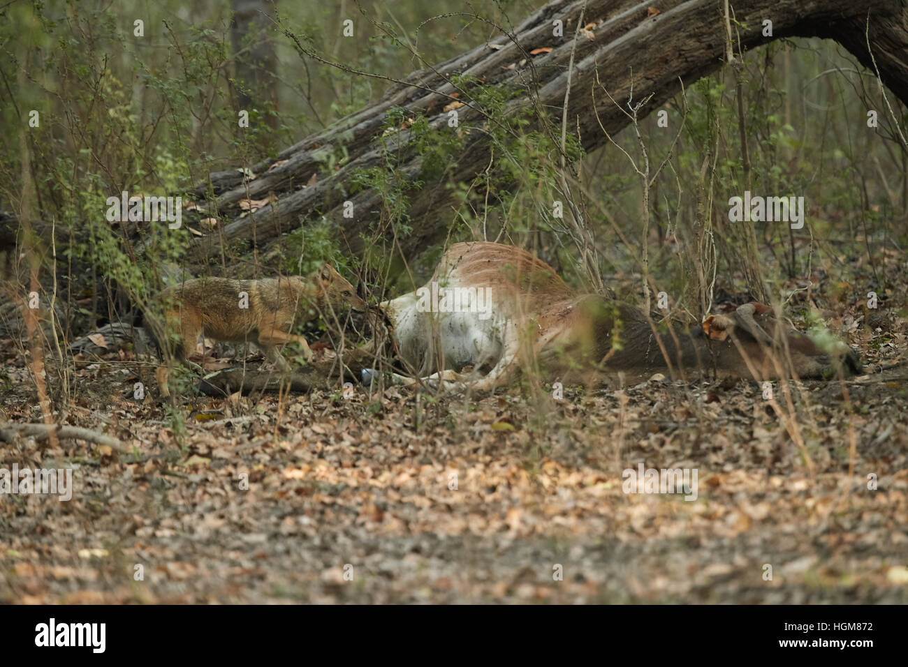 Goldschakal. Lateinischer Name: Canis Aureus Essen einen Toten jackale im Keoladeo National Park oder Keoladeo Ghana Nationalpark Stockfoto