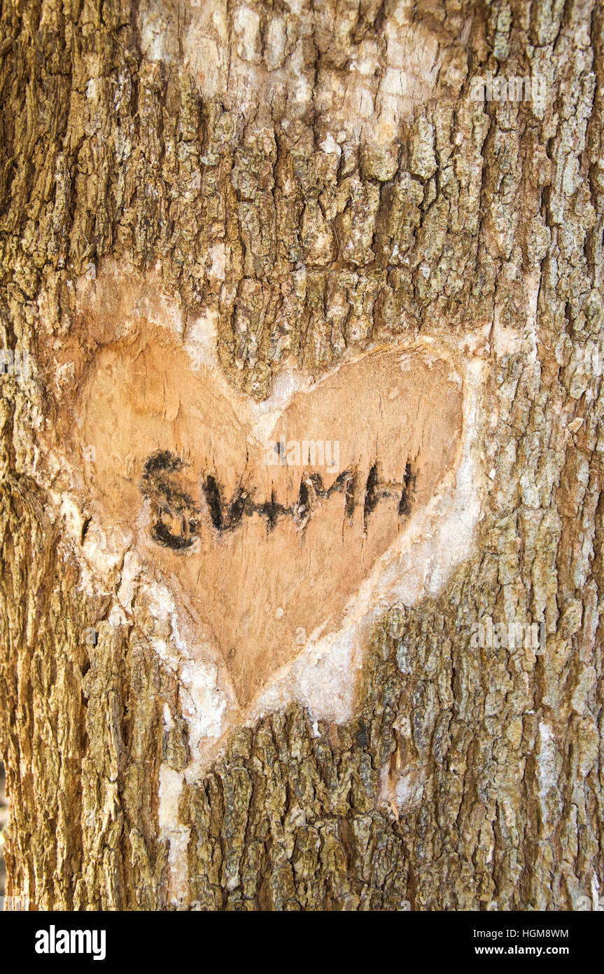 Nahaufnahme der Baum Radierungen in den geheimen Garten der Careniup Feuchtgebiete in Gwelup, Western Australia. Stockfoto