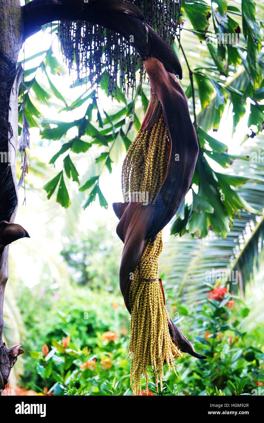 verdrehte Samen Baum Stockfoto