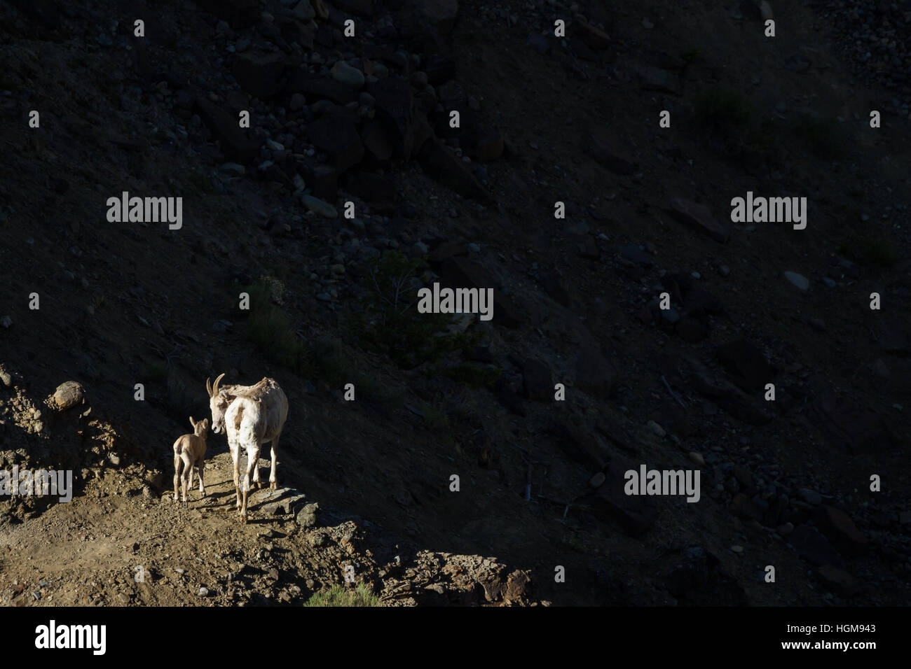 Mama Ziege (Ewe) stehend auf einem Bergrücken, im Rückblick auf ihr Lamm. Sie stehen auf dem Grat in der Sonne, während der Rest des Rahmens im Schatten ist. Stockfoto