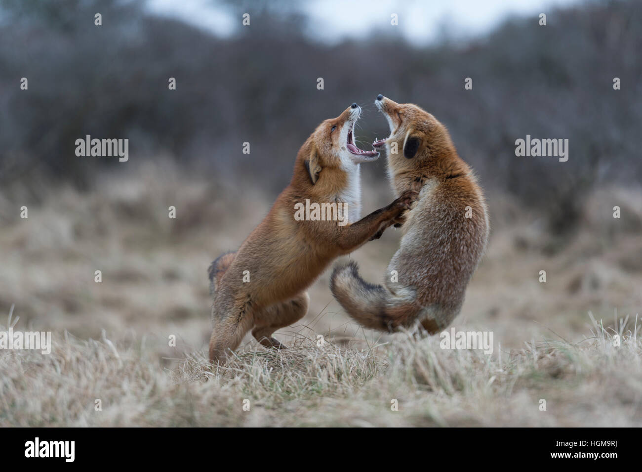 Rote Füchse / Rotfuechse (Vulpes Vulpes) im harten Kampf kämpfen, stehen auf den Hinterbeinen, beißen einander, während der Brunftzeit. Stockfoto