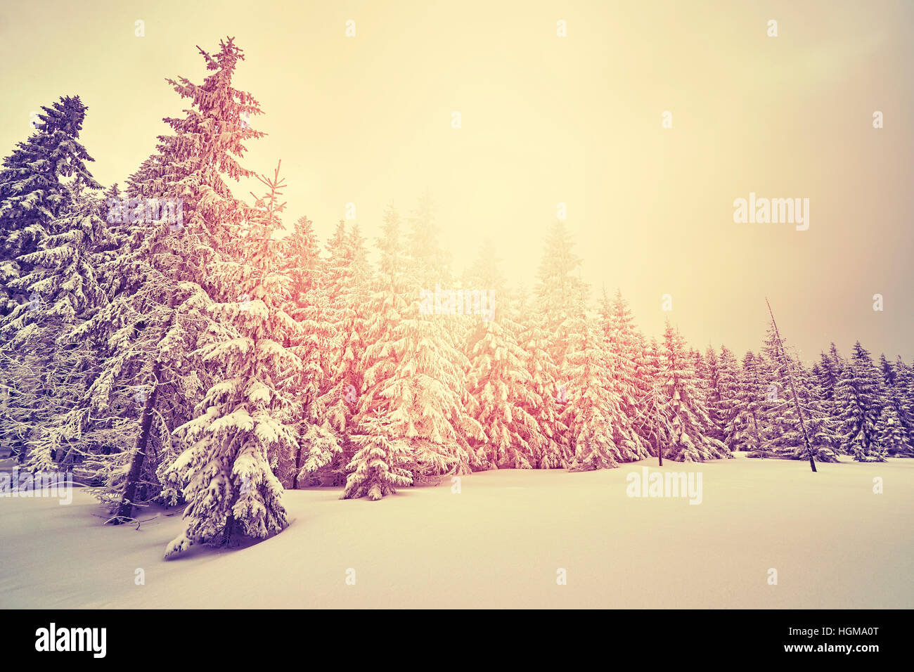 Farbe getönt Winterlandschaft mit schneebedeckten Bäumen bei Sonnenuntergang. Stockfoto