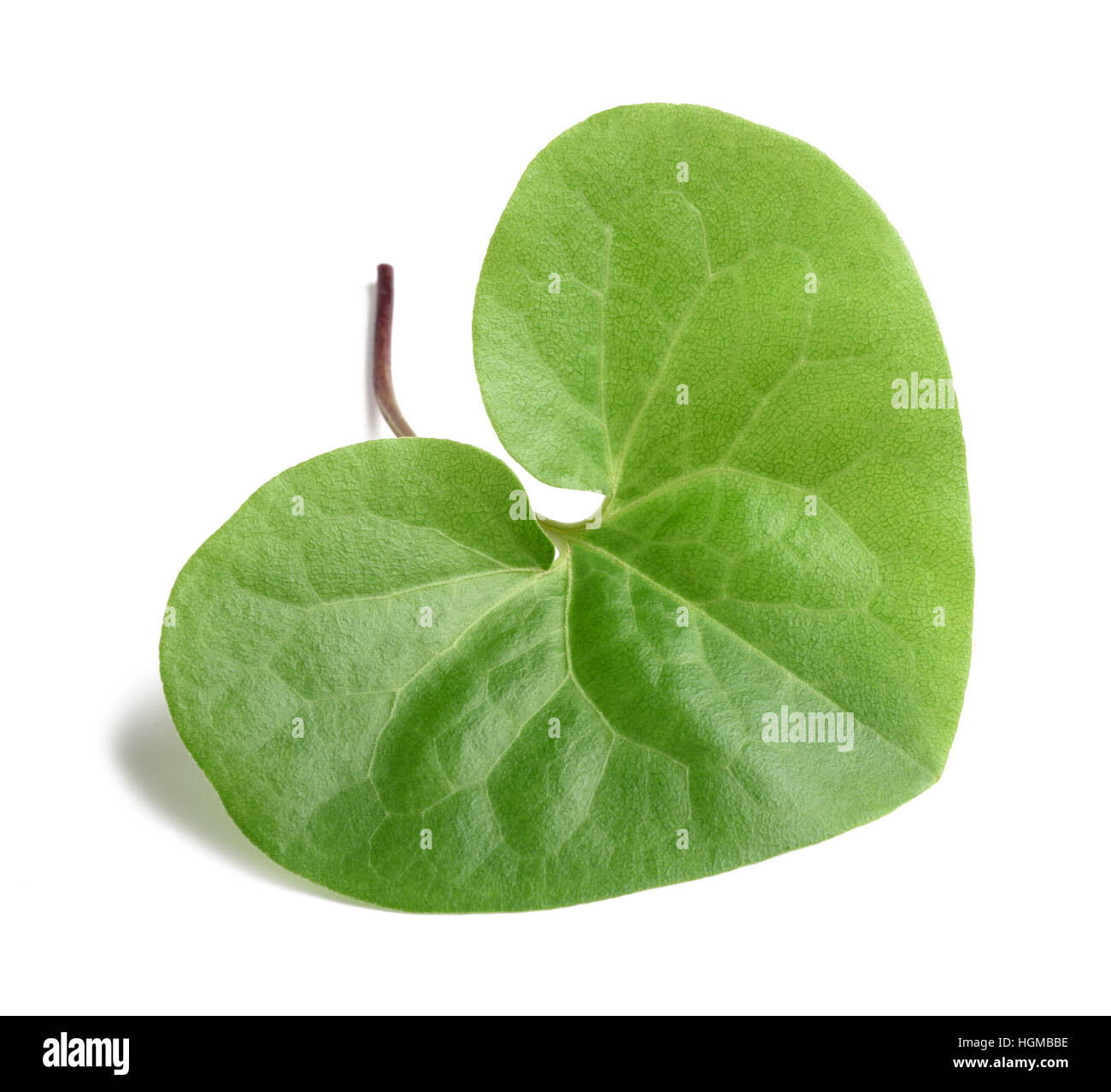 Efeu in herzform -Fotos und -Bildmaterial in hoher Auflsung  Alamy