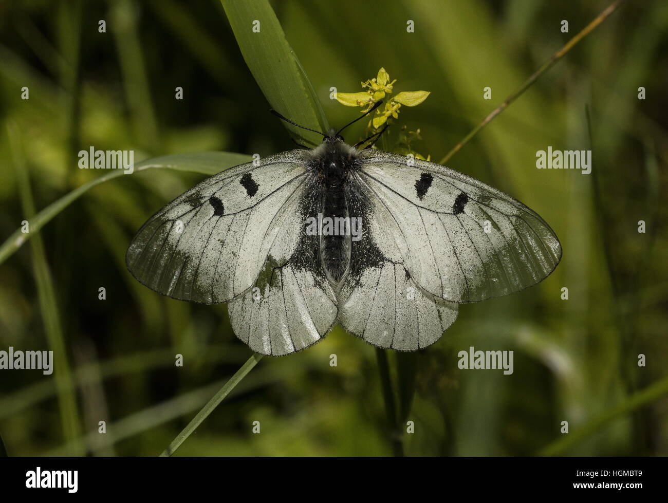 Apollo, Parnassius Mnemosyne, getrübt, weibliche Schmetterlinge ließ sich auf Vegetation, montane Wiesen, Ungarn. Stockfoto