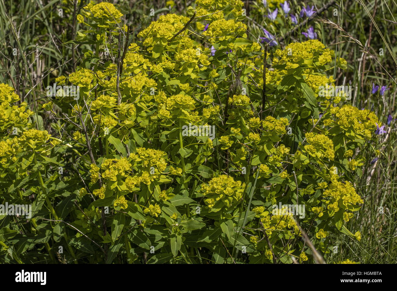 Behaarte Wolfsmilch, Euphorbia Villosa Blume in montane Wiesen, Ungarn. Stockfoto