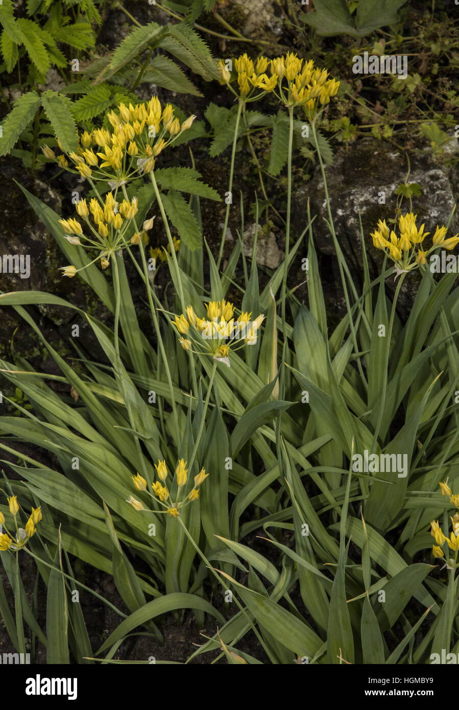 Goldene Knoblauch, Allium Moly in Blüte, auf Kalkstein. Stockfoto