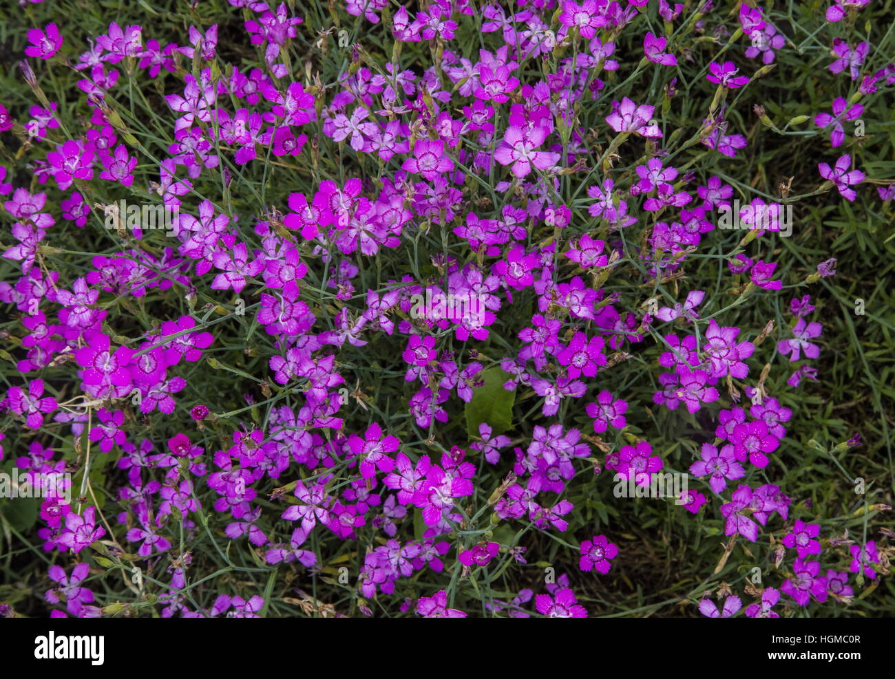 Amur-rosa, rosa Fluss Amur, Dianthus Amurensis kultiviert. Aus der Mandschurei. Stockfoto