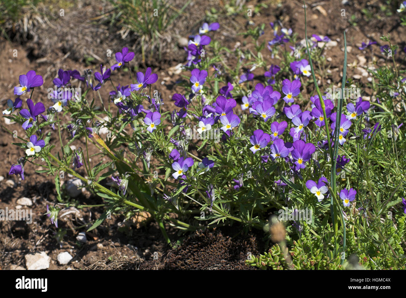 Stiefmütterchen Viola Tricolor in der Nähe von Font-d'Urle Nationalpark Vercors Frankreich Stockfoto