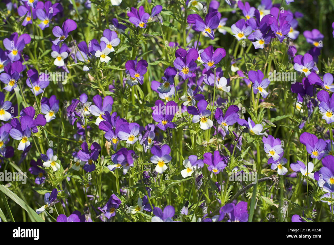 Stiefmütterchen Viola Tricolor in der Nähe von Font-d'Urle Nationalpark Vercors Frankreich Stockfoto