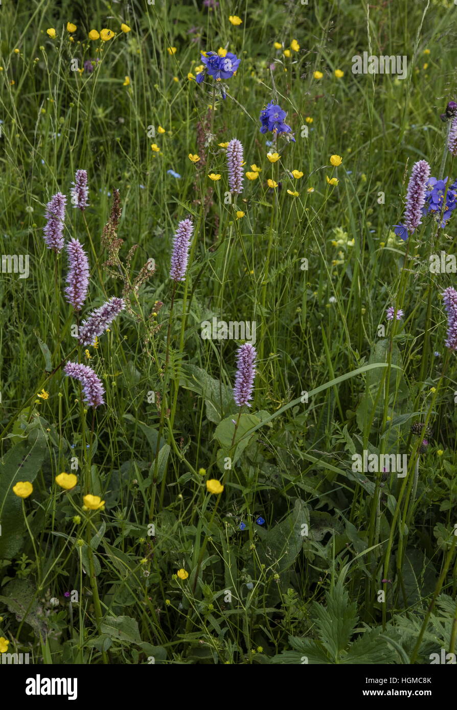 Feuchtwiesen in der Natur reservieren in Hnilec Tal, Slowakei; mit cm, Himmelsleiter, etc. Stockfoto