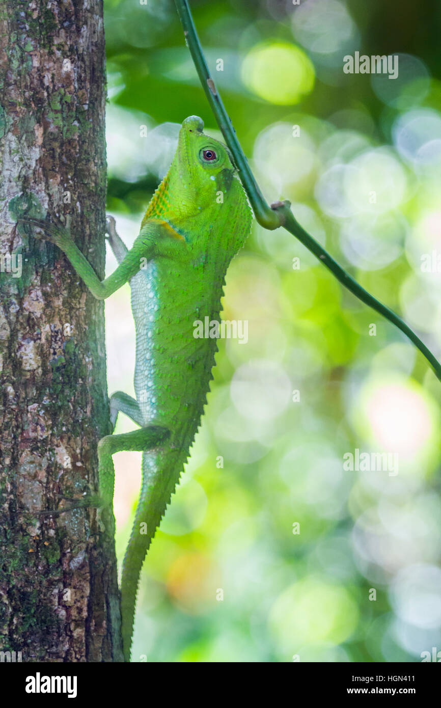 Buckel-gerochene Eidechse im Sinharaja Forest reserve, Sri Lanka; Specie Lyriocephalus Scutatus Familie der Agamidae Stockfoto