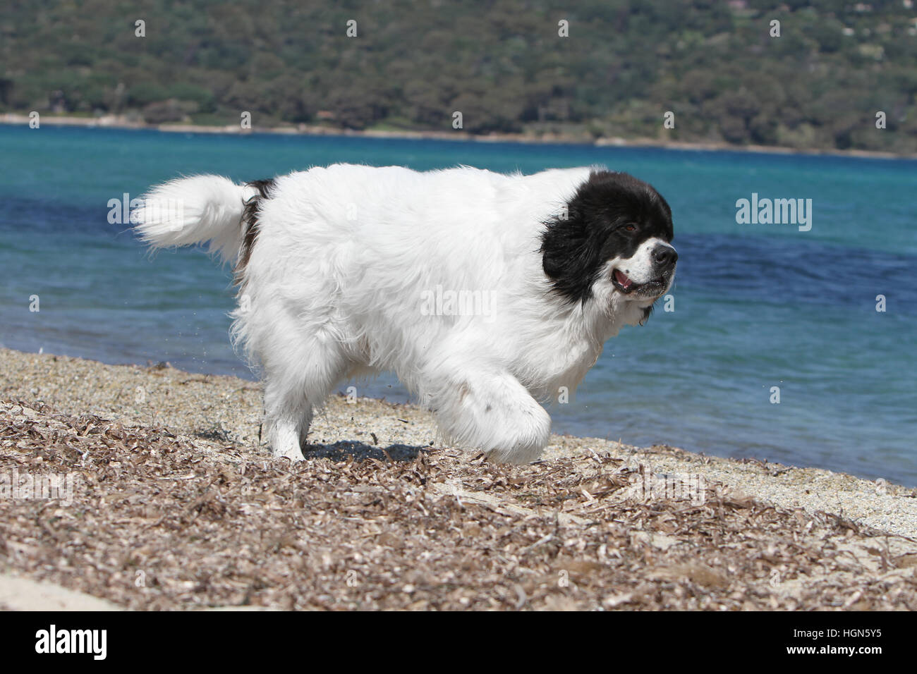 Landseer Hund / Erwachsenen laufen am Strand Strände am Meer Sand Sommer Sonne heiß Urlaub Ferien Profil Stockfoto